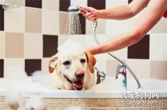 狗狗养护护理知识之——洗澡篇