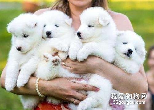 这6种狗狗脾气好得很,想怎么撸就怎么撸!