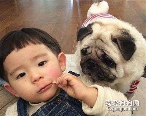 这6种狗狗脾气好得很,想怎么撸就怎么撸!