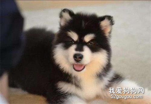 这6种狗狗脾气好得很,想怎么撸就怎么撸!