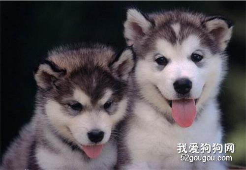 这6种狗狗脾气好得很,想怎么撸就怎么撸!