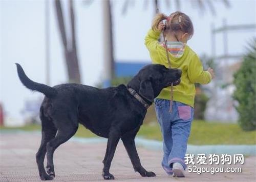 这6种狗狗脾气好得很,想怎么撸就怎么撸!