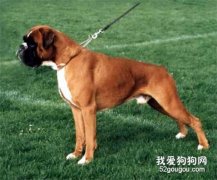 成年的狗狗会得细小吗？