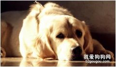 犬猫胰腺炎的预防与治疗