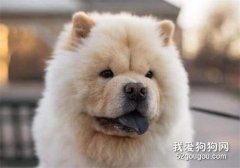 犬的鞭虫感染