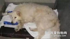 <b>狗子生病了就弃养？大不了再买一只...不好意思，你不配养狗！</b>