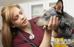 <b>8种狗狗常见的眼部疾病</b>