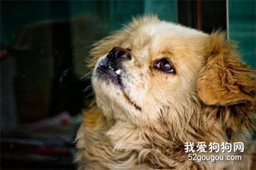 <b>这些感动，只有养过狗的人才会懂...</b>