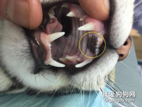 如何检查猫咪的牙齿