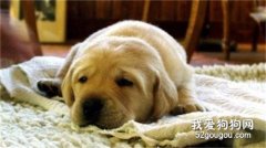 狗狗的细菌性肠胃炎的症状与治疗方案
