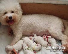 狗狗乳腺炎的症状及预防方法