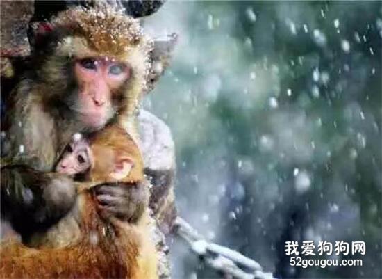 <b>感人的动物界母爱图，母爱太伟大！</b>