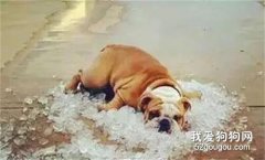 <b>炎炎夏日，如何防止狗狗中暑！</b>