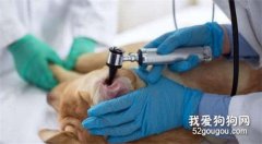 狗狗耳部检查都有哪些