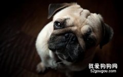 短头综合症的症状和预防