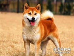 柴犬大便大血的常见原因