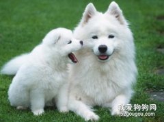 怎么样训练萨摩耶犬
