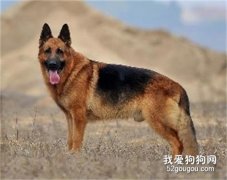 德国牧羊犬拉血的原因和治疗方法