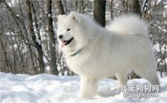 萨摩耶犬呕吐的几种常见原因