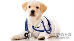 <b>狗狗的急救与护理常识</b>