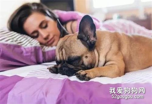 <b>为什么狗狗喜欢和主人睡在一起呢？</b>
