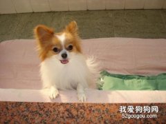 蝴蝶犬腹泻呕吐的原因与治疗方法