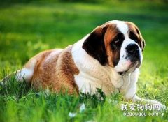 圣伯纳犬训练应该从幼年时期开始