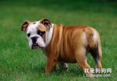 英国斗牛犬的饲养和训练方法