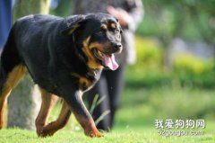 罗威纳犬的饲养方法和训练技巧