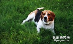 <b>怎么训练比格犬看家和不护食?</b>