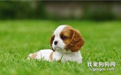 查理士王小猎犬遗传病 脊髓空洞症和心脏病