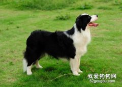 边境牧羊犬后腿无力怎么办?