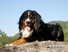 伯恩山犬遗传病和犬种选购标准