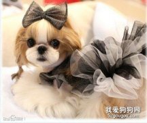 怎么训练西施犬不咬人