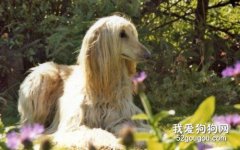 阿富汗猎犬洗澡和美容方法介绍