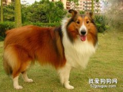 喜乐蒂牧羊犬的几种常见遗传病和健康检查方法