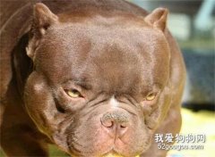 <b>外表凶悍的恶霸犬，你肯定想不到，它居然是绝佳伴侣犬！</b>