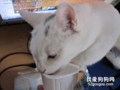 <b>猫咪能喝酸奶么？ 对猫咪有哪些影响</b>