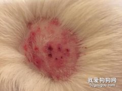狗身上真菌感染怎么办？
