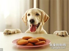 【美食攻略】自制狗狗黄金包