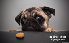 如何自制狗狗宠物饼干？