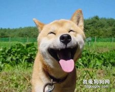 <b>柴犬的性格和生活习性简单介绍</b>