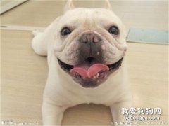 法国斗牛犬性格特点与优缺点