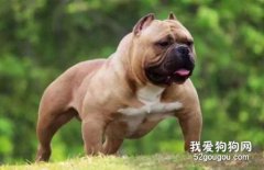 美国恶霸犬的性格和优缺点