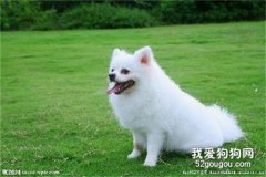 博美犬的性格特点有哪些？