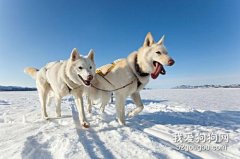 爱斯基摩犬的挑选方法