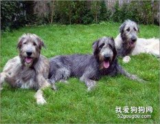 爱尔兰猎狼犬牙结石预防治疗方法