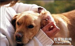 狗狗生耳螨的症状和处理办法
