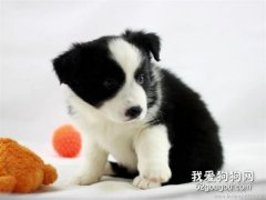 边牧幼犬怎样辨别好坏?