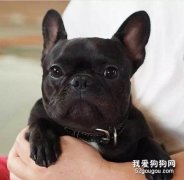 法斗属于小型犬还是中型犬